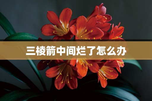 三棱箭中间烂了怎么办