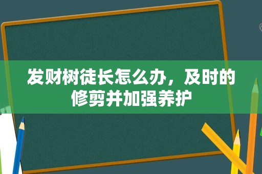 发财树徒长怎么办，及时的修剪并加强养护