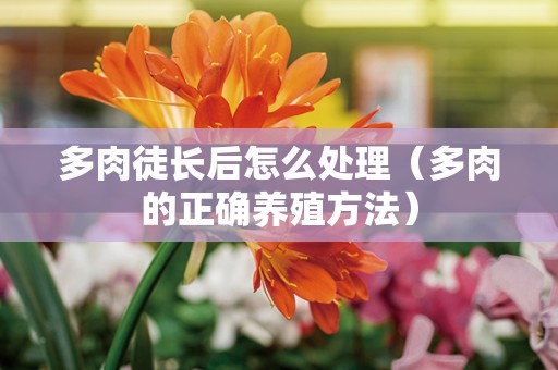 多肉徒长后怎么处理（多肉的正确养殖方法）