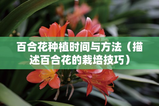 百合花种植时间与方法（描述百合花的栽培技巧）