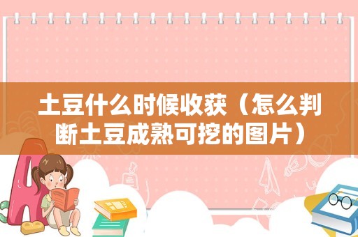 土豆什么时候收获（怎么判断土豆成熟可挖的图片）