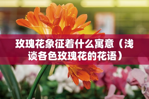 玫瑰花象征着什么寓意(浅谈各色玫瑰花的花语)