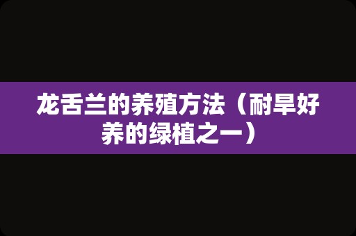 龙舌兰的养殖方法（耐旱好养的绿植之一）