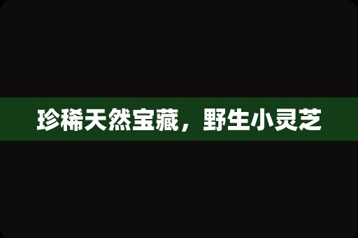 珍稀天然宝藏，野生小灵芝