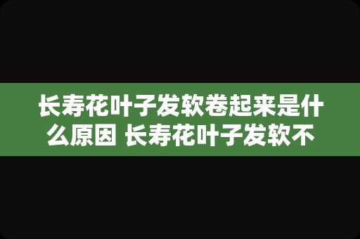 长寿花叶子发软卷起来是什么原因 长寿花叶子发软不爱长是怎么回事