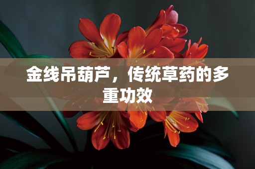 金线吊葫芦，传统草药的多重功效