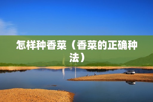 怎样种香菜（香菜的正确种法）