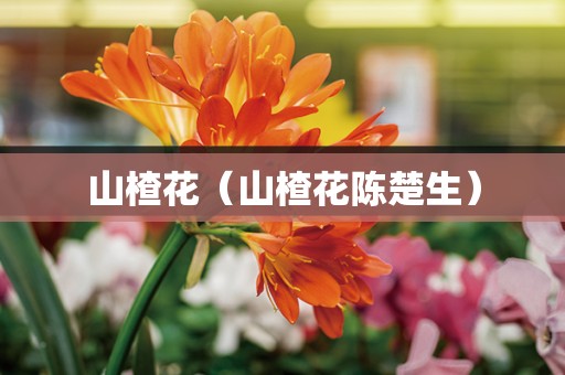 山楂花（山楂花陈楚生）