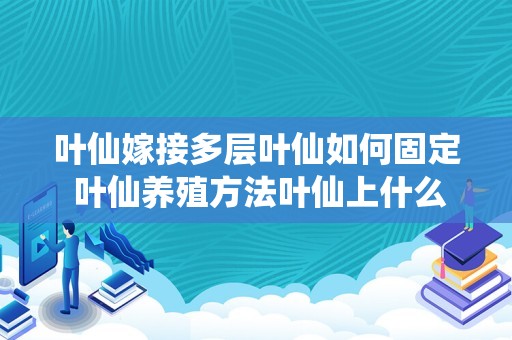 叶仙嫁接多层叶仙如何固定 叶仙养殖方法叶仙上什么肥