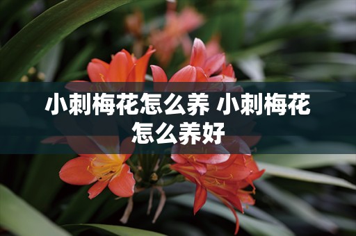 小刺梅花怎么养 小刺梅花怎么养好