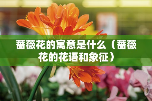 蔷薇花的寓意是什么（蔷薇花的花语和象征）