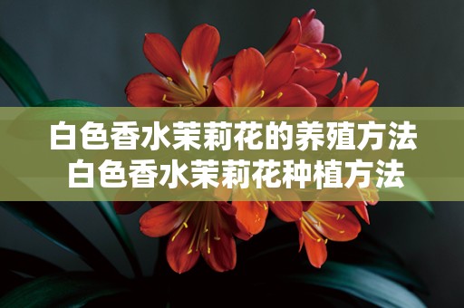 白色香水茉莉花的养殖方法 白色香水茉莉花种植方法