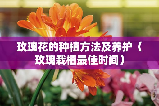 玫瑰花的种植方法及养护（玫瑰栽植最佳时间）