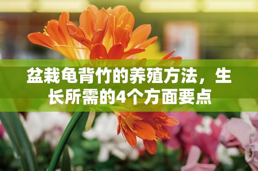 盆栽龟背竹的养殖方法，生长所需的4个方面要点