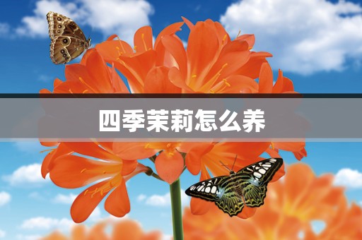 四季茉莉怎么养