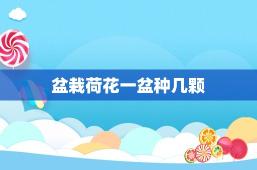 盆栽荷花一盆种几颗