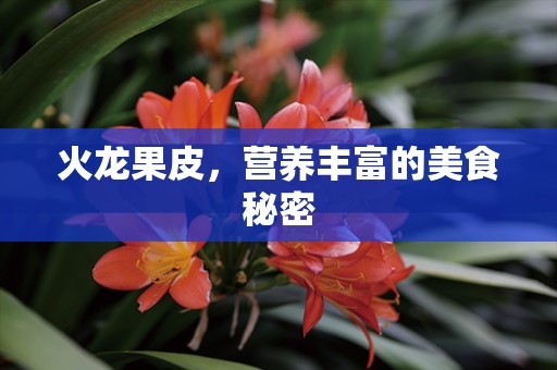 火龙果皮，营养丰富的美食秘密