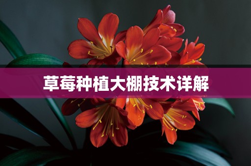 草莓种植大棚技术详解