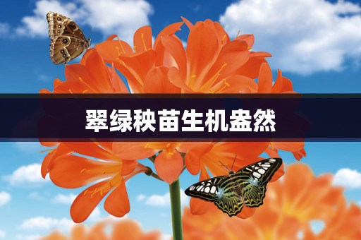 翠绿秧苗生机盎然