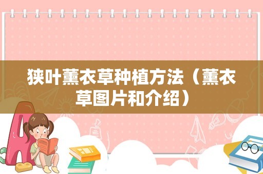 狭叶薰衣草种植方法（薰衣草图片和介绍）