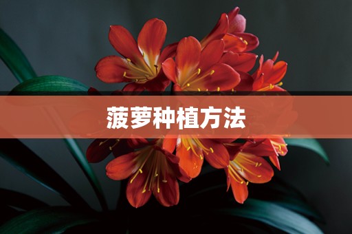 菠萝种植方法