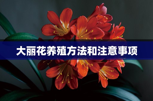 大丽花养殖方法和注意事项