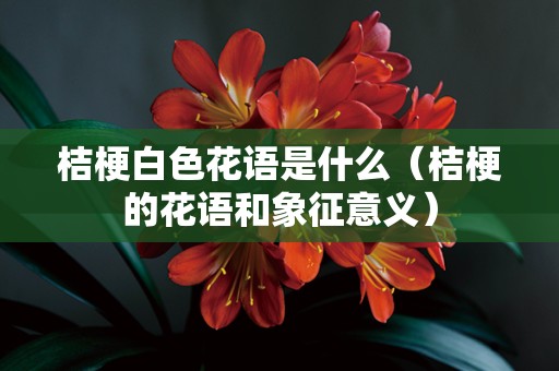 桔梗白色花语是什么（桔梗的花语和象征意义）