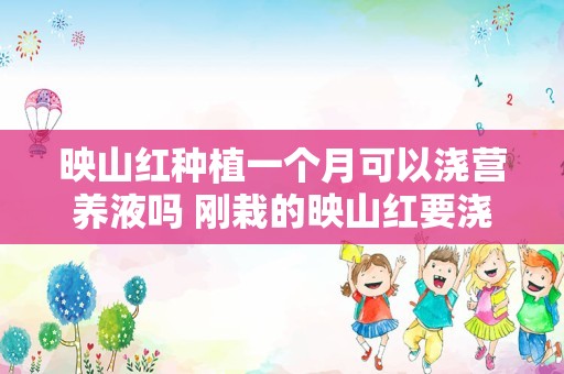 映山红种植一个月可以浇营养液吗 刚栽的映山红要浇什么水成活率高