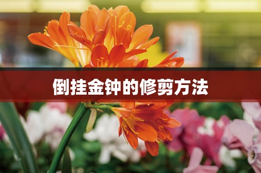 倒挂金钟的修剪方法