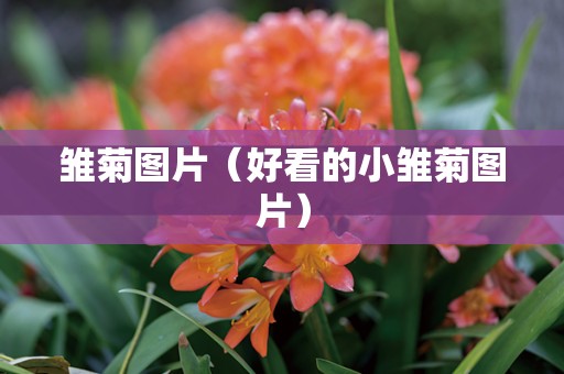 雏菊图片（好看的小雏菊图片）