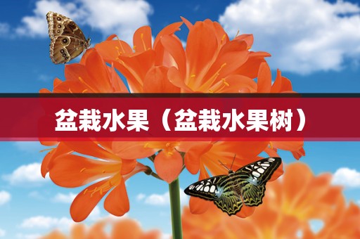 盆栽水果（盆栽水果树）