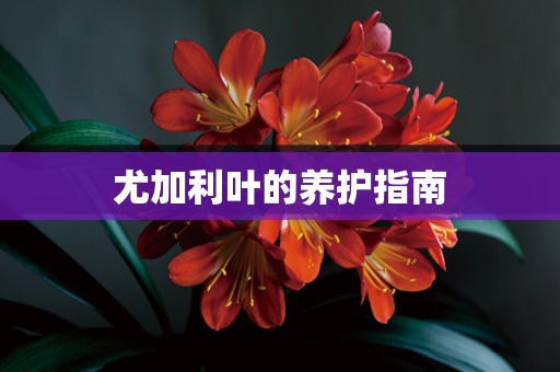 尤加利叶的养护指南