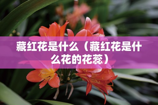 藏红花是什么（藏红花是什么花的花蕊）