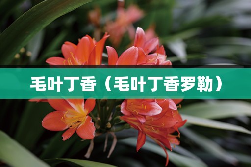 毛叶丁香（毛叶丁香罗勒）