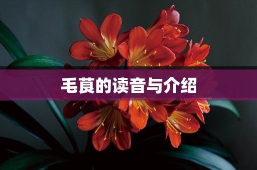 毛茛的读音与介绍