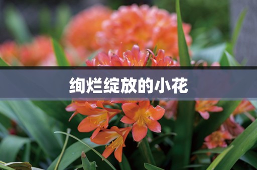 绚烂绽放的小花