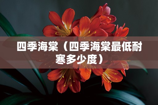 四季海棠（四季海棠最低耐寒多少度）