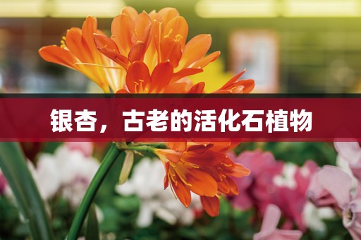 银杏，古老的活化石植物