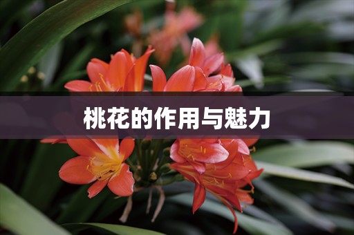 桃花的作用与魅力