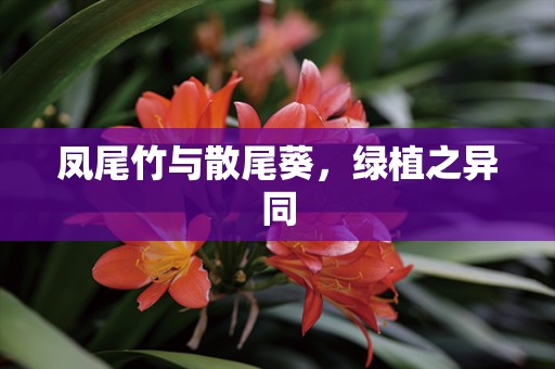 凤尾竹与散尾葵，绿植之异同