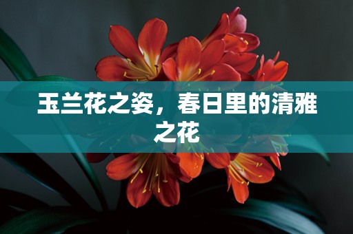 玉兰花之姿，春日里的清雅之花