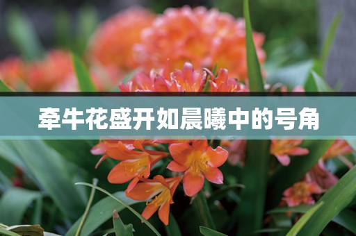 牵牛花盛开如晨曦中的号角