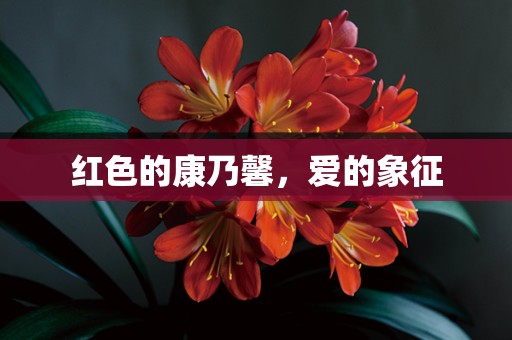 红色的康乃馨，爱的象征
