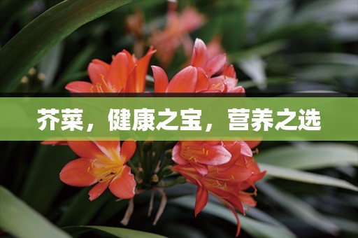 芥菜，健康之宝，营养之选