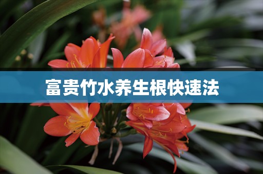 富贵竹水养生根快速法