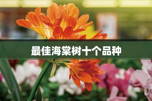 最佳海棠树十个品种