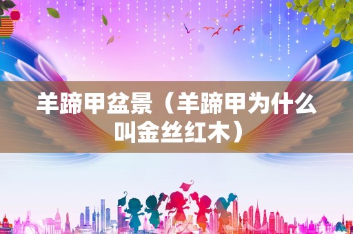 羊蹄甲盆景（羊蹄甲为什么叫金丝红木）