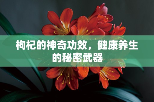 枸杞的神奇功效，健康养生的秘密武器