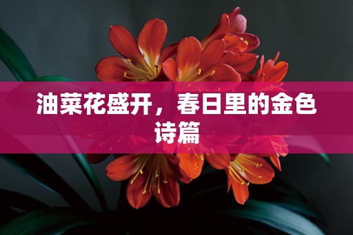 油菜花盛开，春日里的金色诗篇