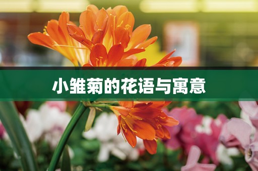 小雏菊的花语与寓意